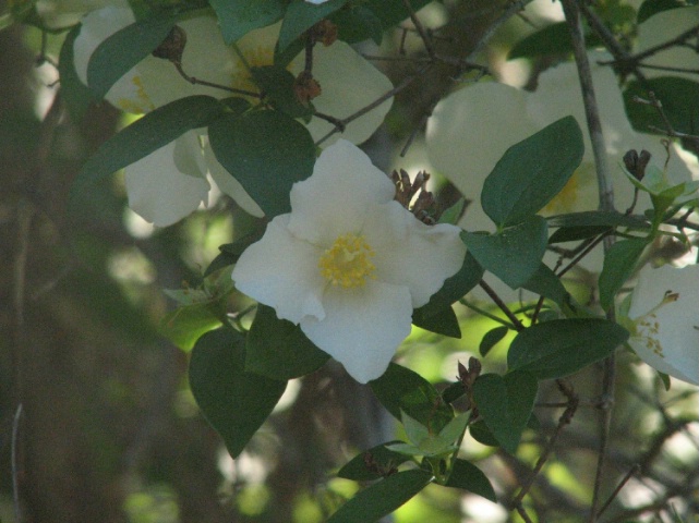 Lone White Flower 2