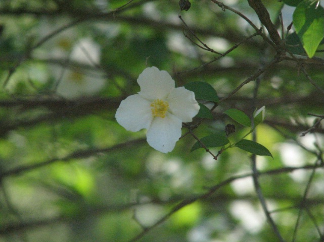 Lone White Flower 1