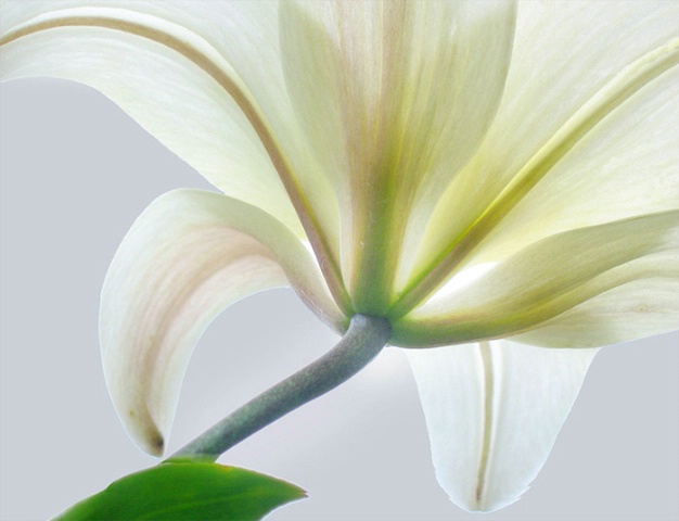 Lily Pattern