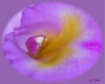 Orchid  Orfice