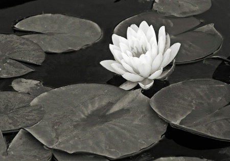 Waterlily