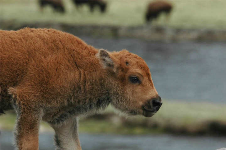 Bison Cub, Yellowstone National Park, 2005 - ID: 1964078 © Richard S. Young