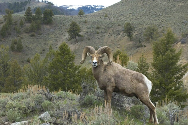 Big Horn Two, Yellowstone National Park, 2005 - ID: 1964094 © Richard S. Young