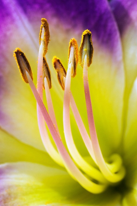 Daylily