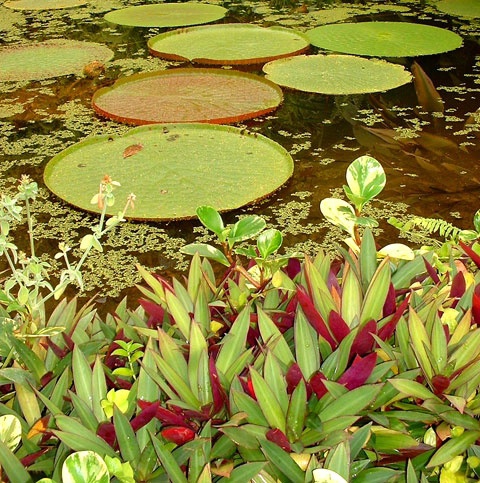Pond plant life<br>