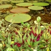 Pond plant life<b...