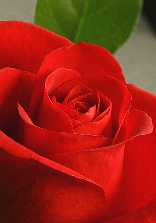 Red Rose