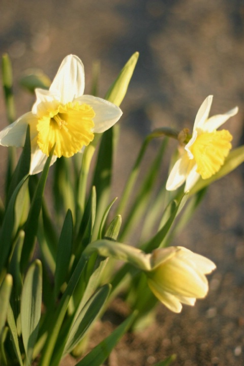 Blooming Daffodils - Group of 3, good composition