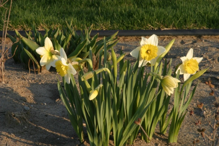 Blooming Daffodils - Bad Composition & Depth