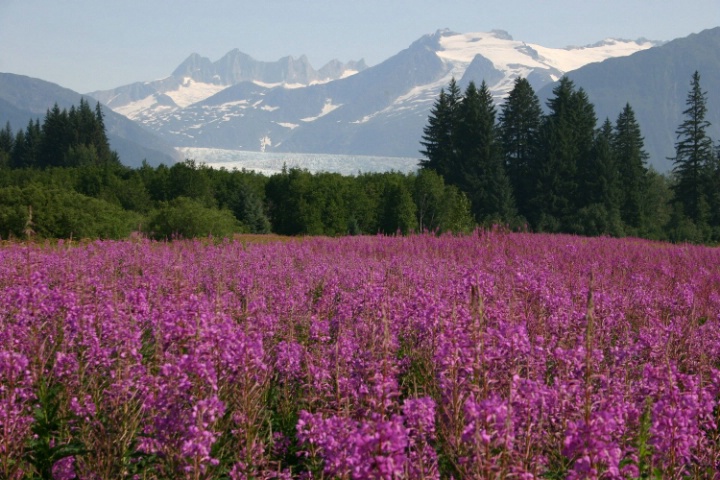 FIREFLOWER FIELD - ID: 1967451 © John V. Roscich