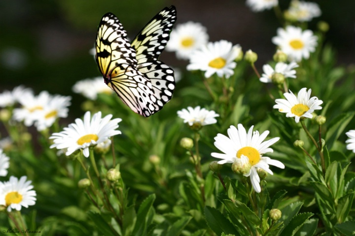Rice Paper Butterfly Over Field of Daisies