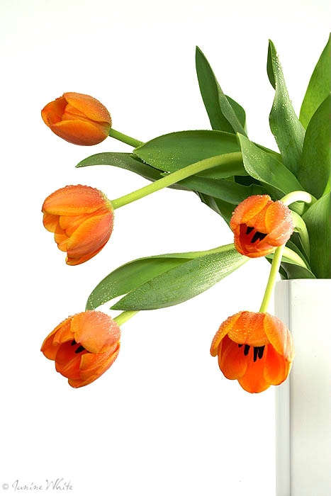 ~ Tulips ~