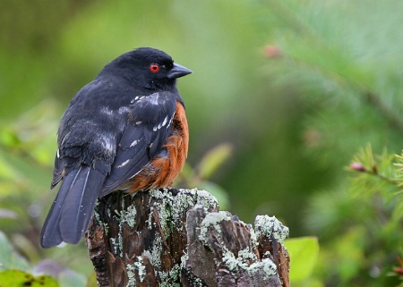 Spotted Towhee #5