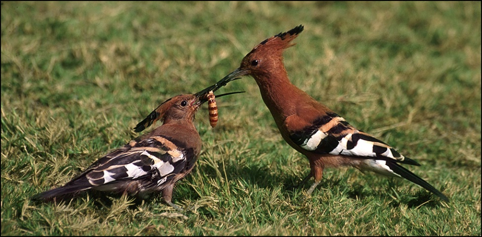 African Hoopoe feeding young