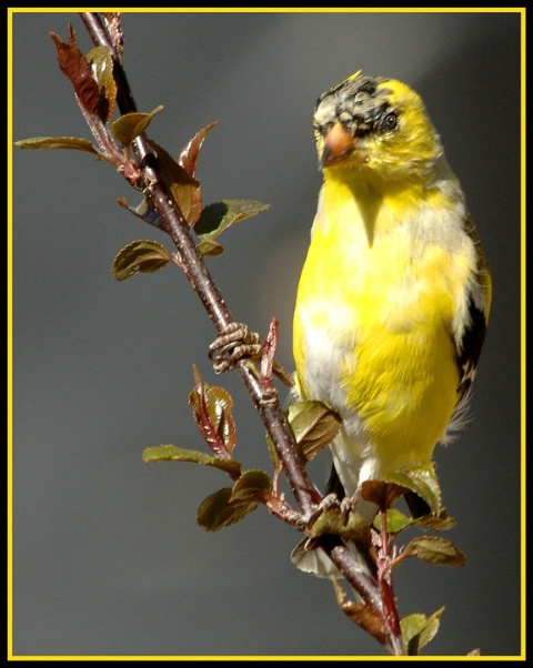 Male Goldfinch Molting