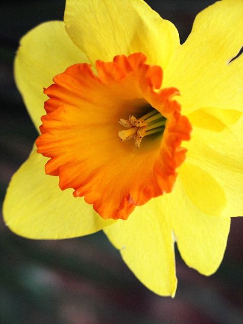 Daffodil #1