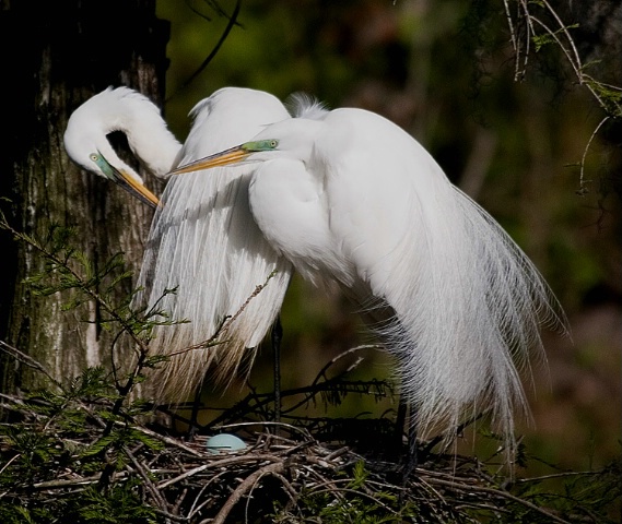 Great Egrets Expecting