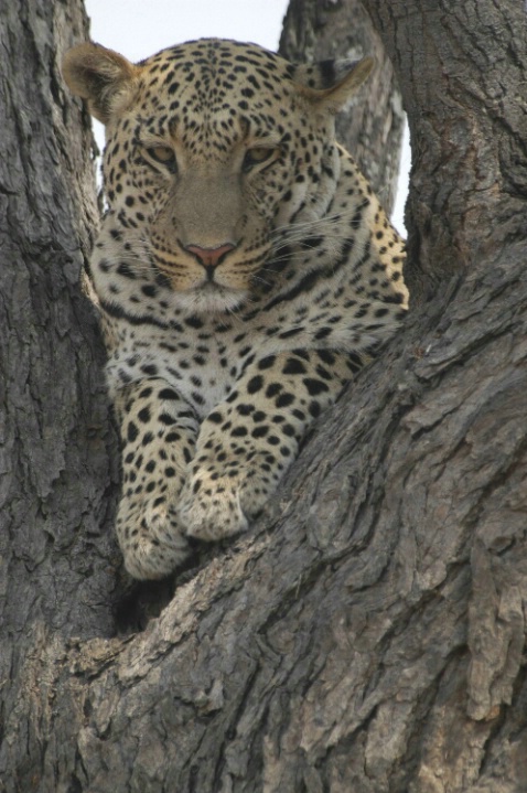 Leopard in tree - ID: 1969789 © Ann E. Swinford