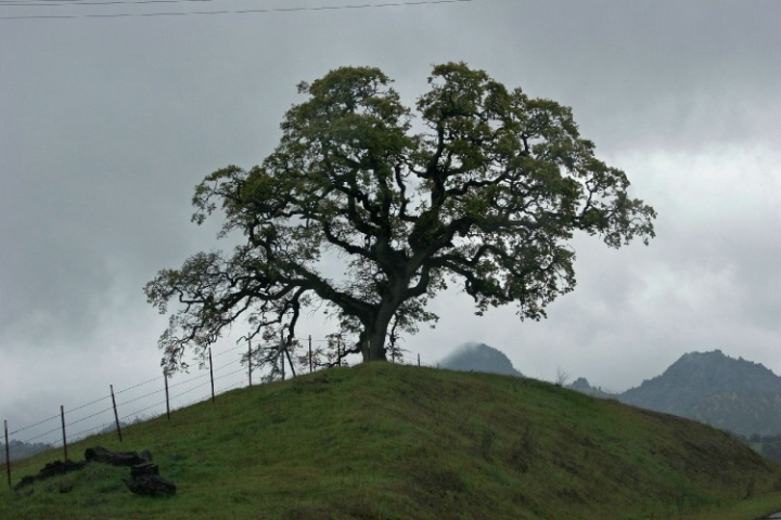 Valley Oak in the Buttes