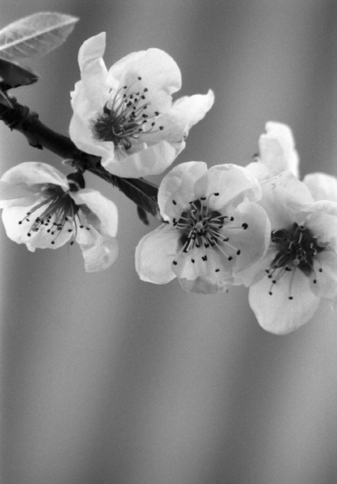 Peach Blossoms