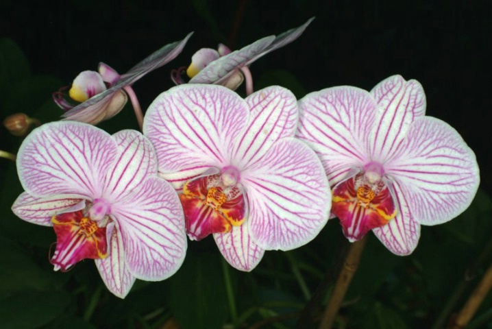 Orchid NY. @ 1