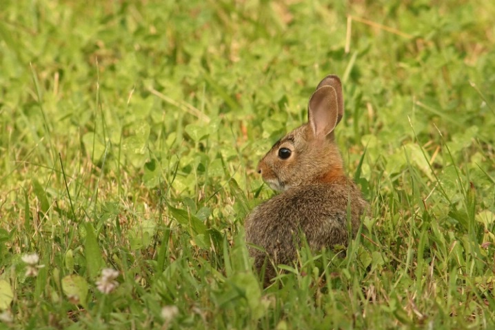 A Spring Bunny - ID: 1971535 © John Singleton