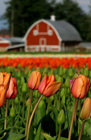 Barn and Tulips II