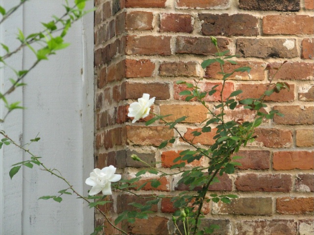 White Roses on Old Chimney -- Before