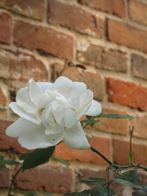White rose on  an Old Chimney 