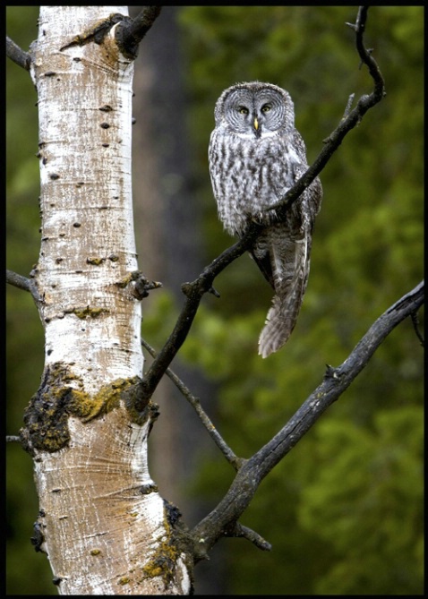 great grey owl - ID: 1974759 © Stuart May
