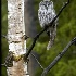 © Stuart May PhotoID# 1974759: great grey owl