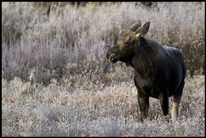frosty moose calf - ID: 1974760 © Stuart May