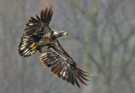 Immature Eagle   