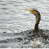2Double Crested Cormorant - ID: 1976473 © John Tubbs