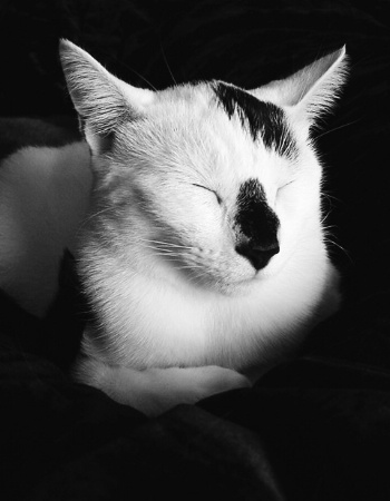 Black and White Kitty in B&W