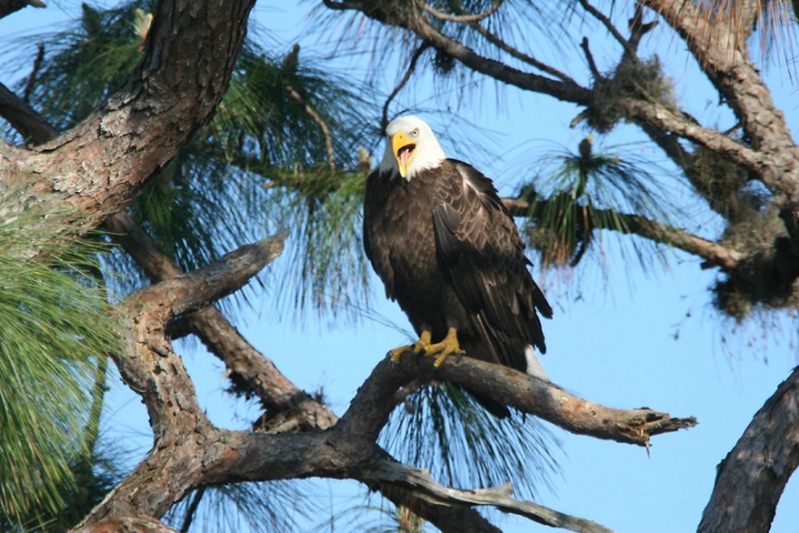 Bald Eagle