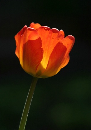 Backlit Tulip