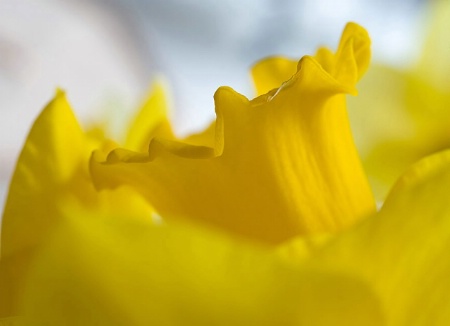Daffodil Macro 18