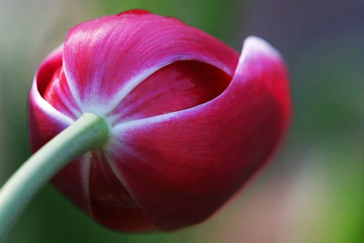 Tulip-Red and White