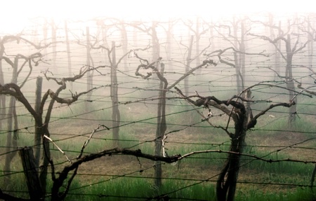 Vines in the mist