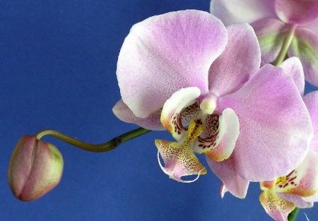 ~Orchid~