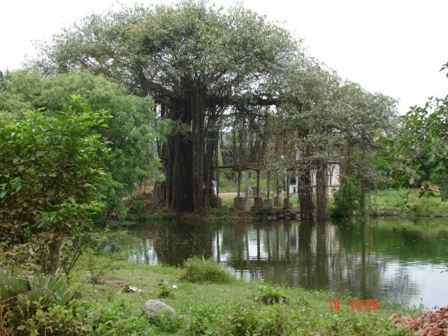 Banyan Tree and Pond