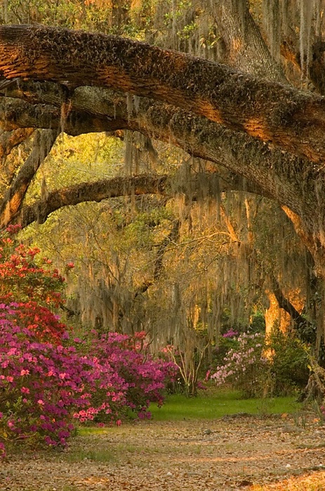 Live Oak and Azalea Sunrise, Magnolia Gardens, SC