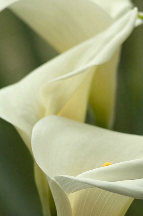 Calla Lily Trio, Magnolia Gardens, SC