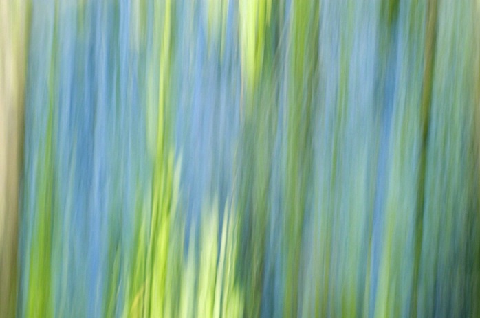 Palmetto Abstract, Cypress Gardens, Charleston, SC