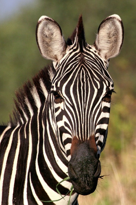 zebra portrait - ID: 1983551 © BARBARA TURNER