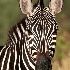 © BARBARA TURNER PhotoID # 1983551: zebra portrait