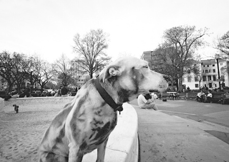 Spotted dog at Dupont Circle