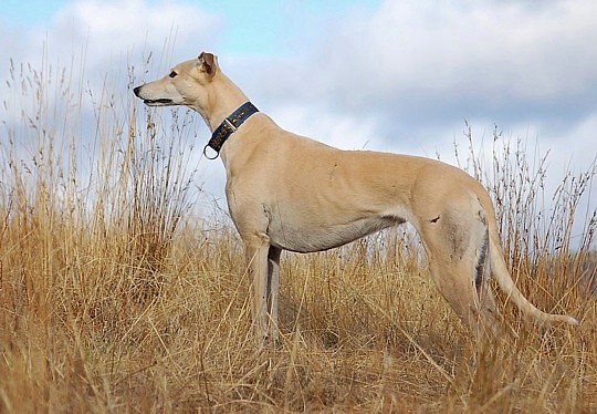 Honey - Classic Greyhound pose