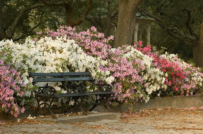 Battery Park Bench,  Charleston, SC 